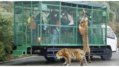 Illustration : Enfin un Zoo ou les rôles sont inversés ! Ici ce sont les humains qui sont en cage...