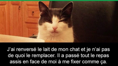 Illustration : Attention, les chats envahissent Snapchat et leurs maîtres ne manquent pas d'humour ! (20 photos)