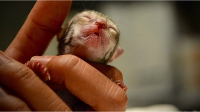 Illustration : Ce chaton trop mignon est recueilli par leur famille, mais en le voyant grandir, ils sont tous choqués !