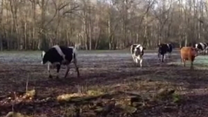 Illustration : "Un agriculteur tourne une vidéo pour montrer qu’il rend ses vaches heureuses"